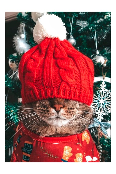 Картина за номерами Кіт в шапці колір різнокольоровий ЦБ-00235775 SKT000946817 фото