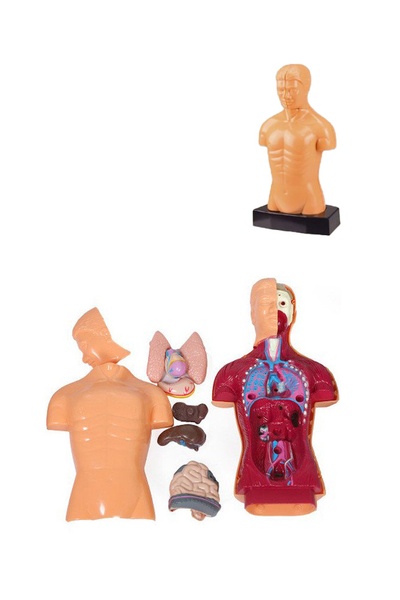 Макет тіла і органів "Анатомія" колір різнокольоровий ЦБ-00154513 SKT000525741 фото