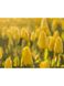 Набор для росписи по номерам Желтые тюльпаны Strateg цвет разноцветный ЦБ-00228135 SKT000928293 фото 1