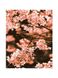 Набор для росписи по номерам Цветок персика Strateg цвет разноцветный ЦБ-00228129 SKT000928287 фото 1