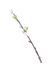 Ветка верба, 33 см. ЦБ-00293167 фото 1