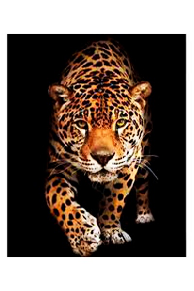 Набір для творчості - алмазна картина "Зустріч з леопардом" колір різнокольоровий ЦБ-00239563 SKT000959100 фото